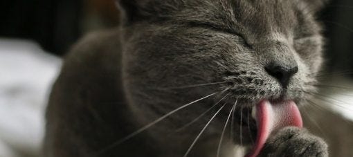 Hot Spots on Cats Causes & Treatment LitterRobot Blog