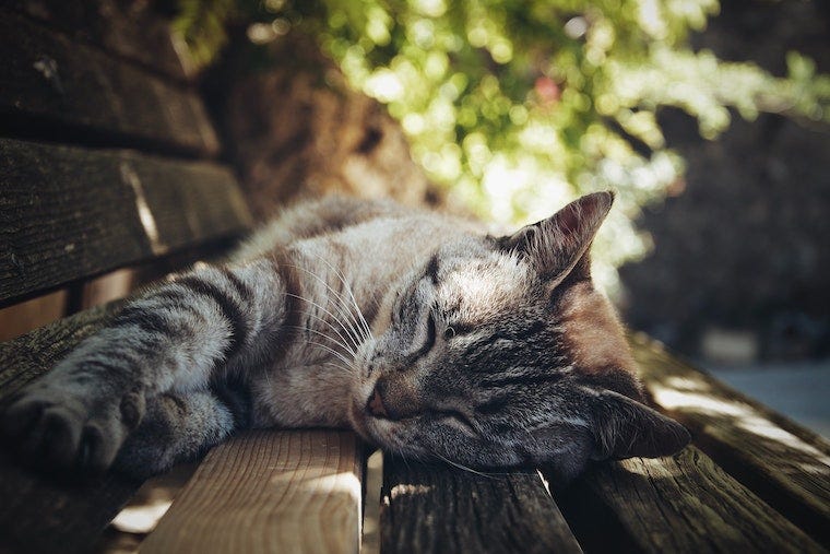 Heat Stroke in Cats Signs & How To Help LitterRobot Blog