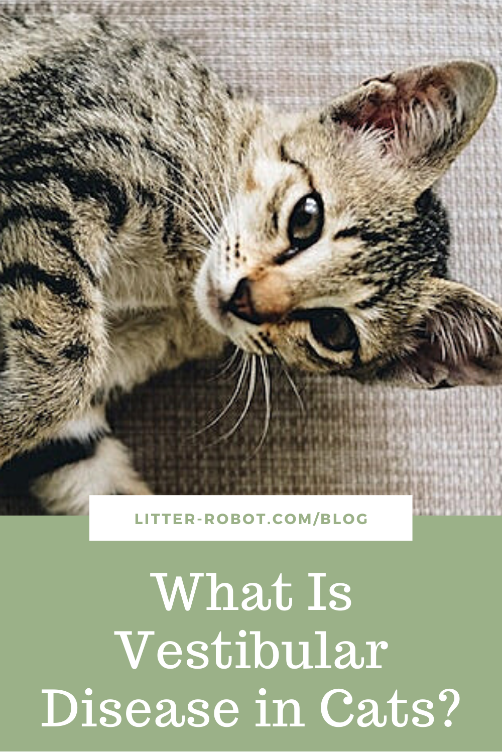 What Is Vestibular Disease in Cats? Learn more on LitterRobot Blog