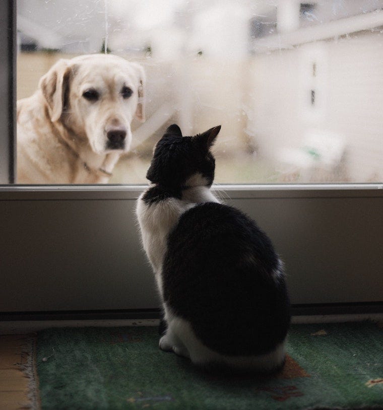 Gato blanco y negro mirando a golden lab dog a través de una puerta de vidrio - cómo presentar gatos y perros