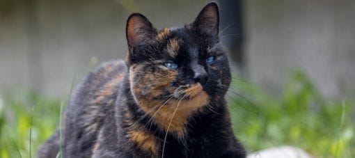 What are tortie cats like