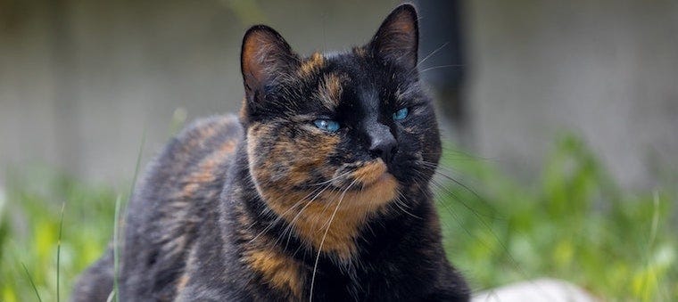 The Terrific  Tortie Cat  6 Facts Learn more on Litter 