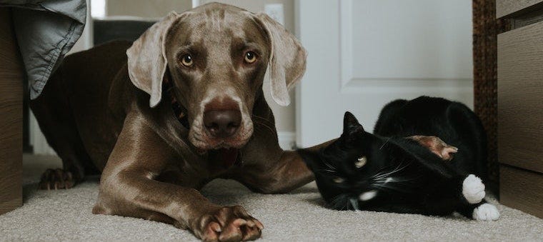 Cachorro de laboratorio marrón y gato tuxedo tendidos juntos en el suelo - presentando perros y gatos