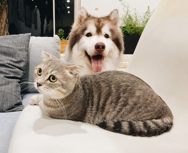 Perro malamute y gato atigrado sentados juntos en un sofá: cómo presentar un gato a un perro