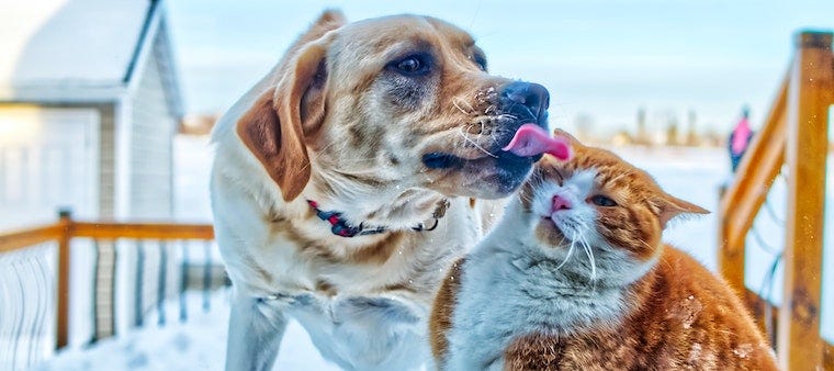 How To Introduce a Cat to a Dog Learn more on Litter