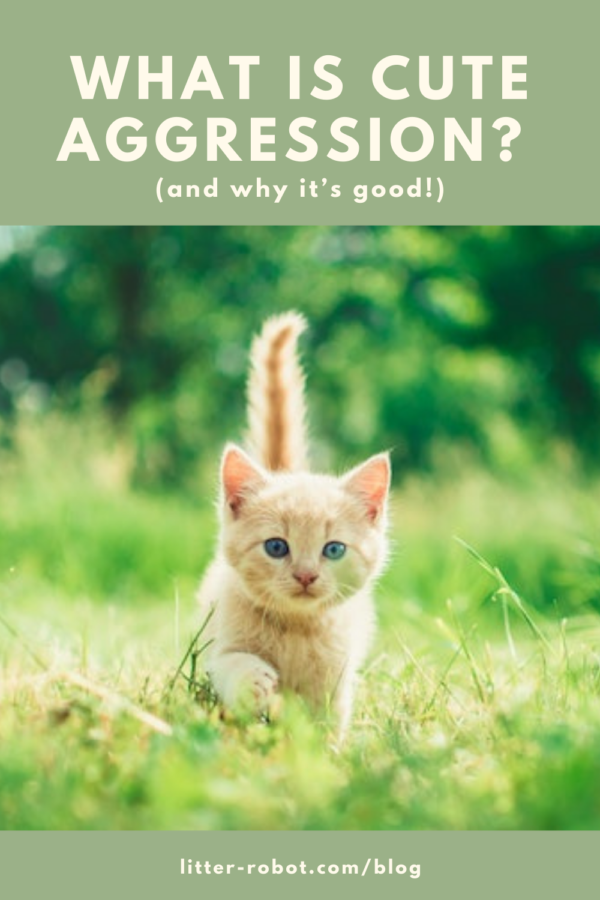 chaton orange avec la queue haute marchant dans l'herbe - qu'est-ce que l'agressivité mignonne ?