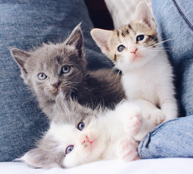 trois chatons sur un jean bleu - qu'est-ce que l'agressivité mignonne
