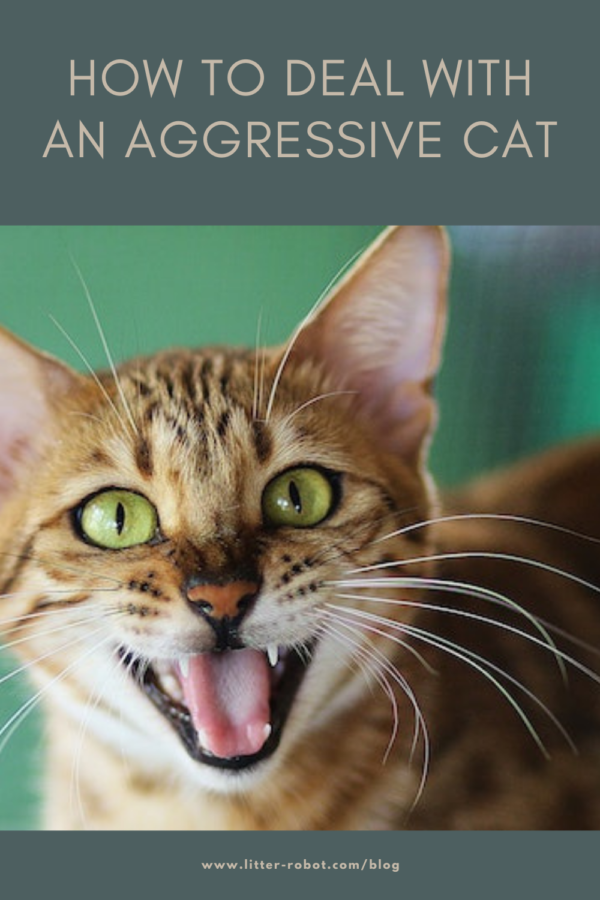 bengal cat hissing - how to deal with an aggressive cat