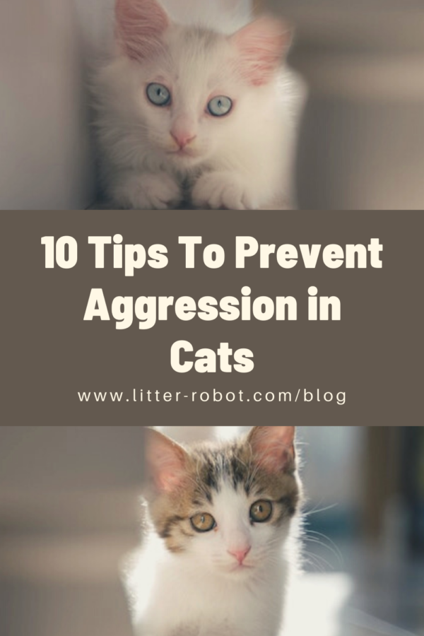 white kitten and tabby kitten - 10 tips to prevent aggression in cats