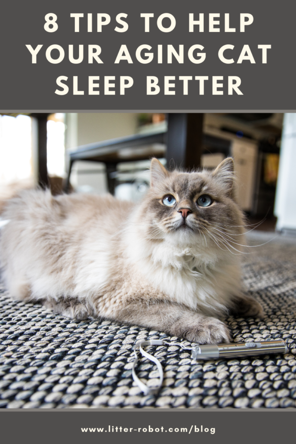 8 Tips To Help Your Aging Cat Sleep Better LitterRobot Blog