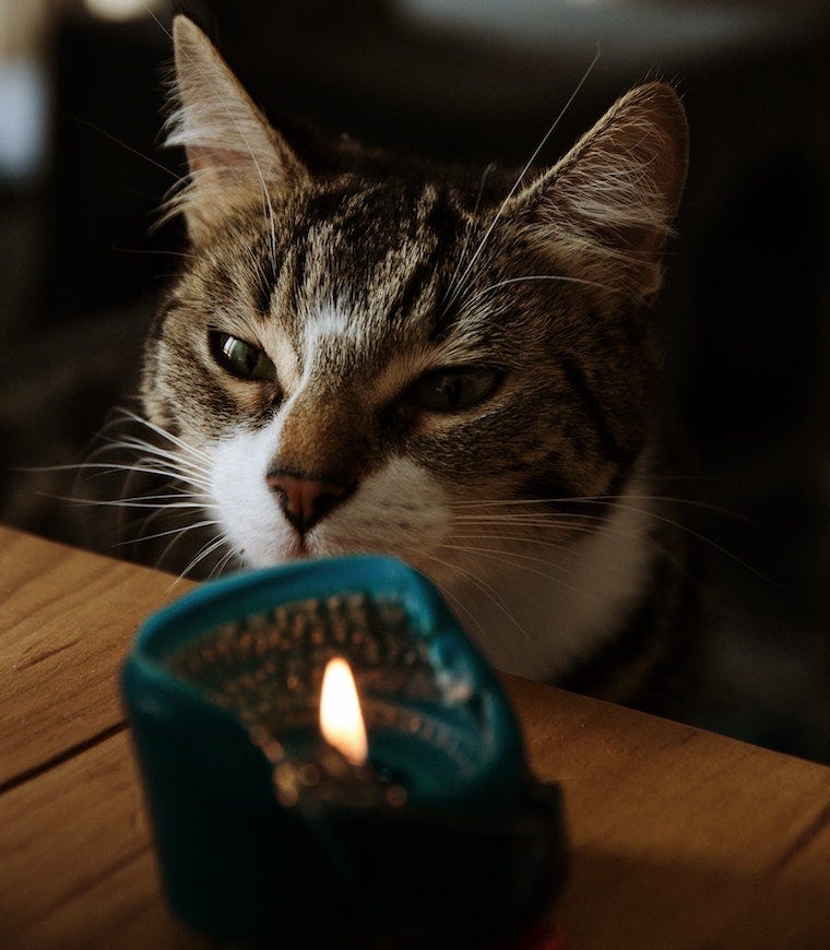 ¿Las velas son malas para perros y gatos?