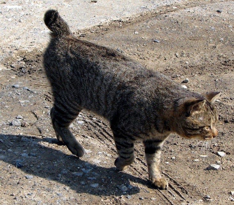 Gato Bobtail americano