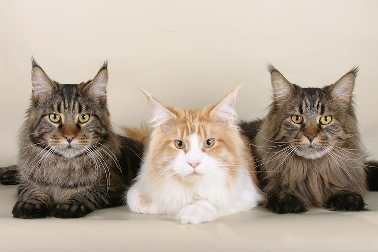 Tres gatos Maine Coon