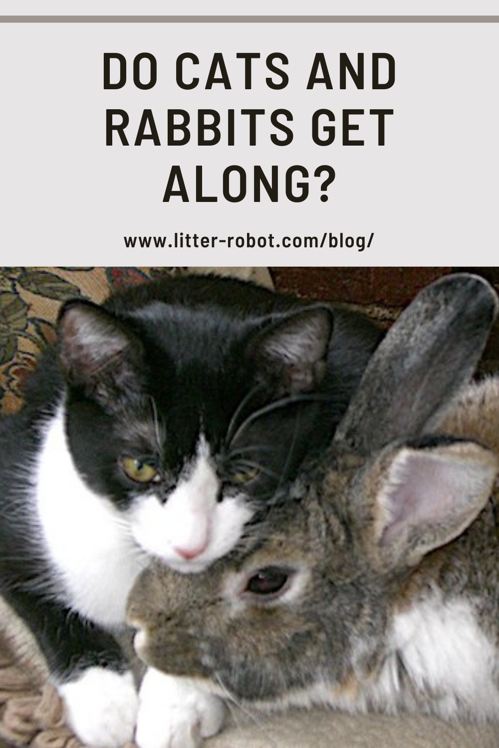 Do Cats and Rabbits Get Along? Learn more on LitterRobot Blog