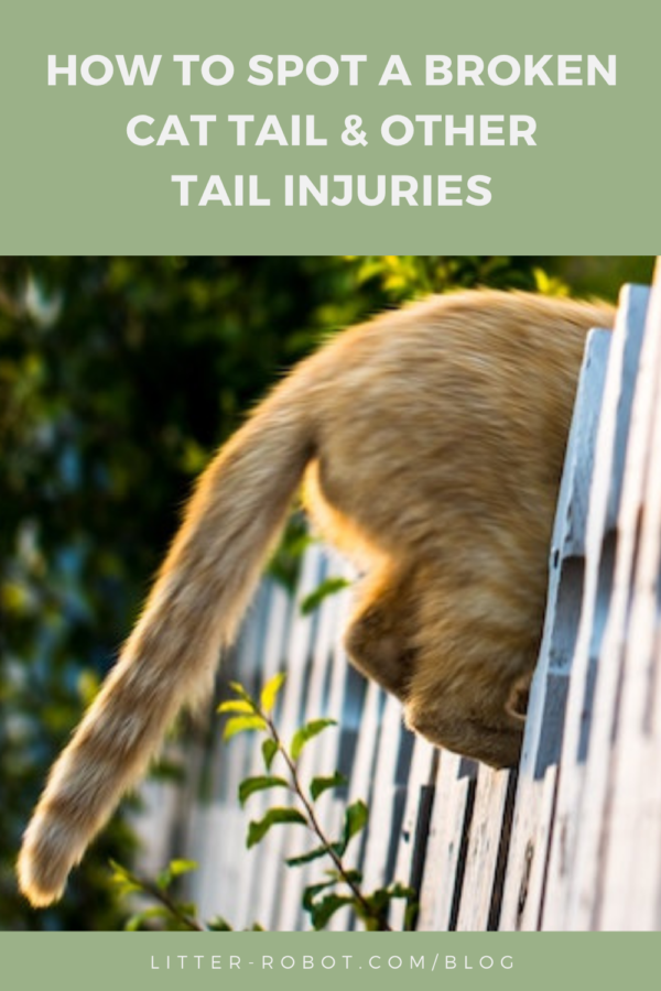 orange tabby cat backside and tail crouched on a fence - how to spot a broken cat tail and other common cat tail injuries