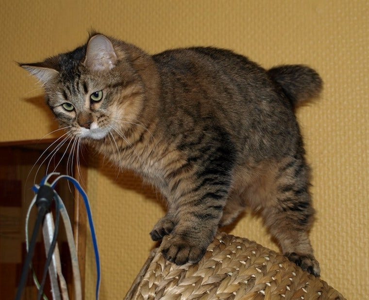 Gato pixiebob - gatos bobtail