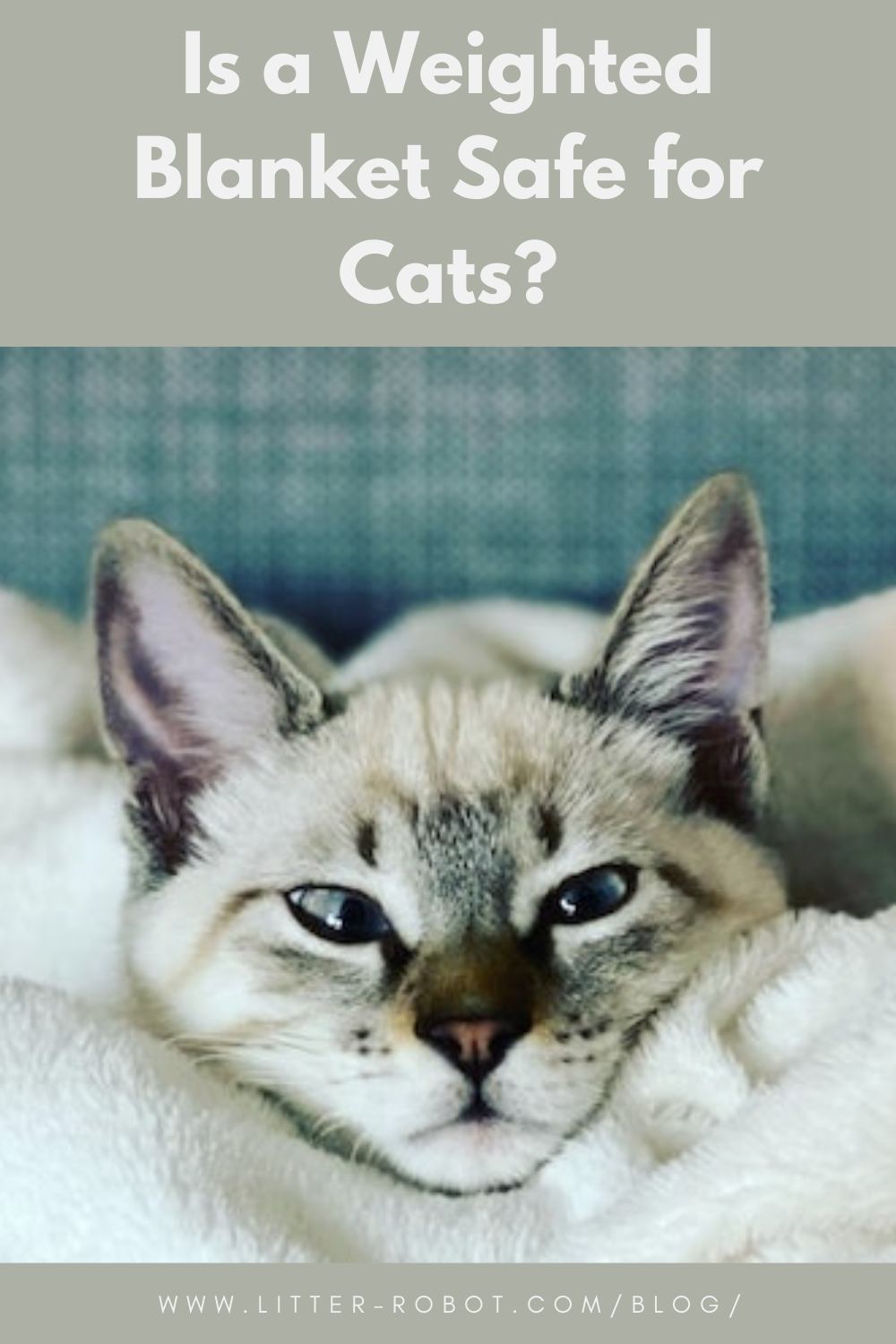 Is a Weighted Blanket Safe for Cats? | Learn more on Litter-Robot Blog