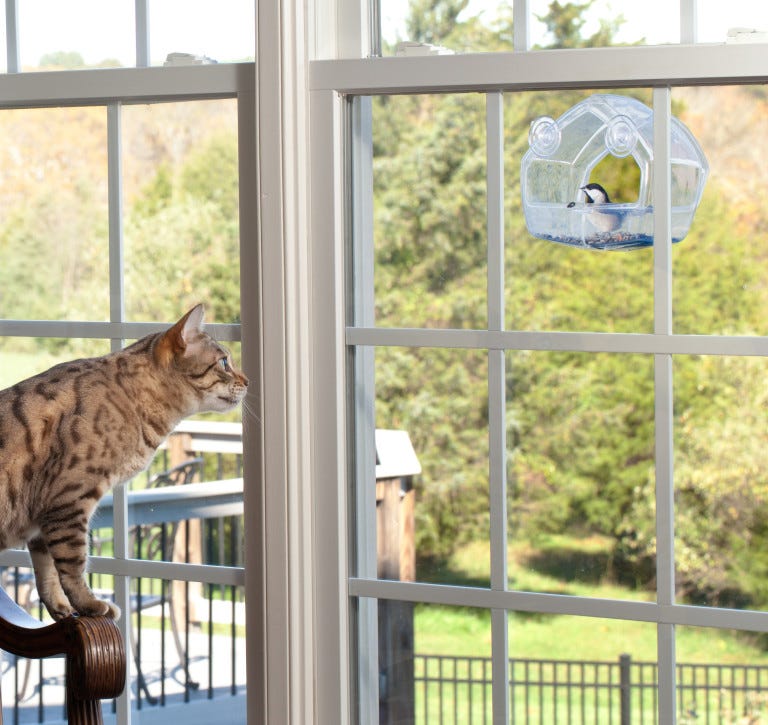 Gato de Bengala mirando a la ventana comedero para pájaros para gatos