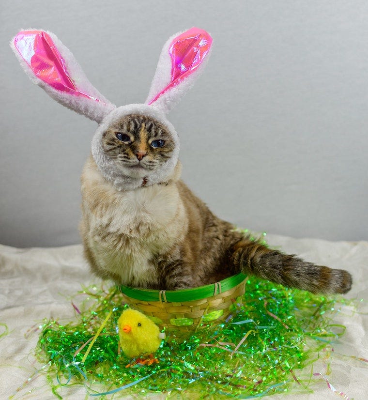 Cat dressed in bunny ears sitting in a basket next to Easter basket grass