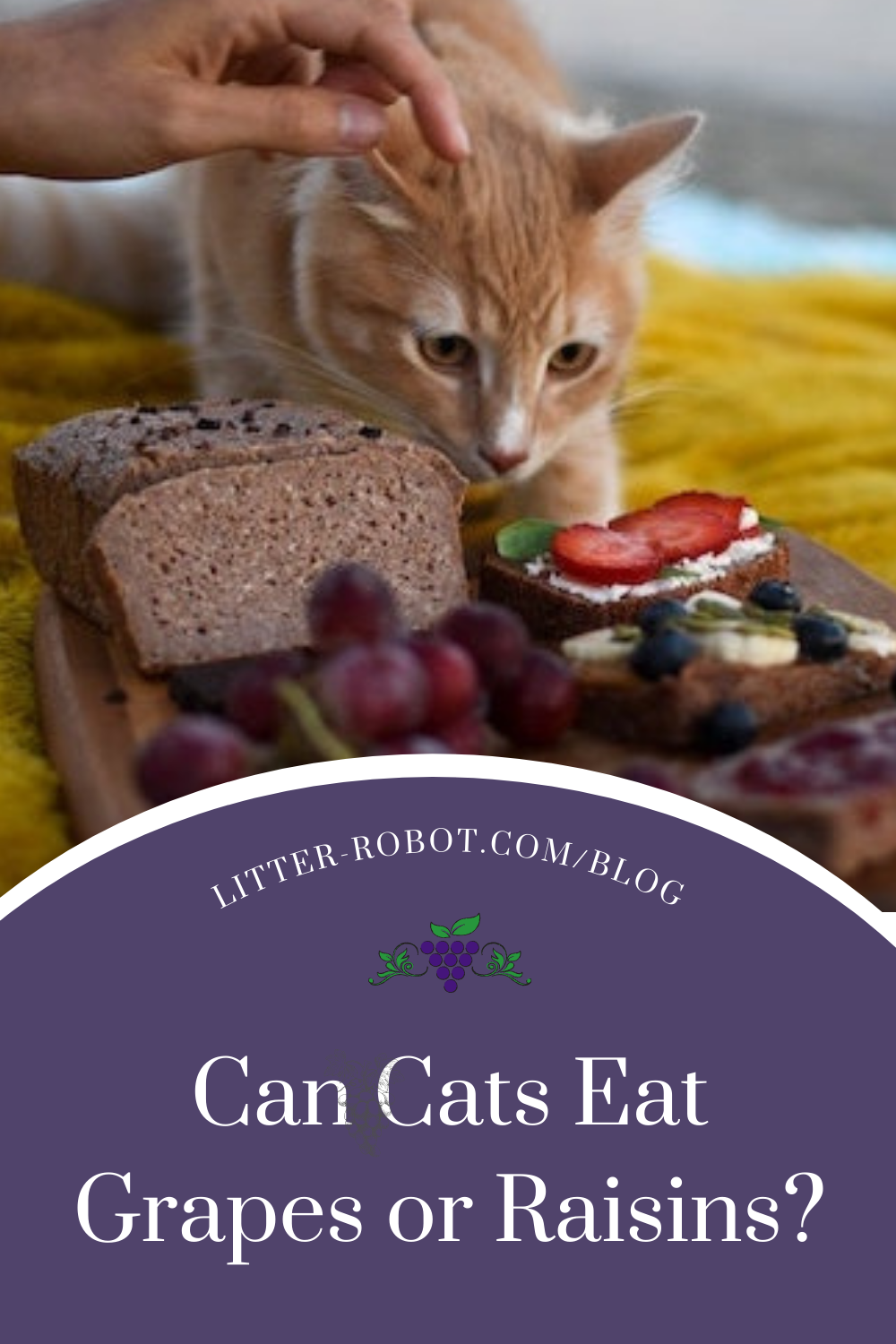 Can Cats Eat Grapes or Raisins? Learn more on LitterRobot Blog