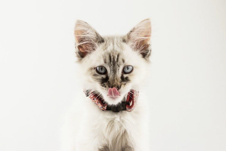 Gatito siamés blanco lamiendo su boca