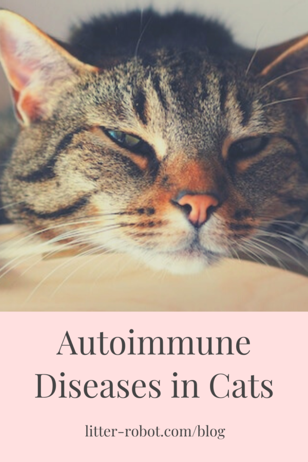 Brown tabby cat sleepy - autoimmune diseases in cats