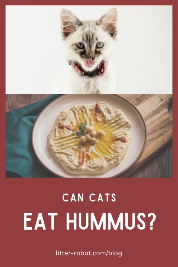 White Siamese kitten licking its mouth and a plate of hummus - can cats eat hummus?