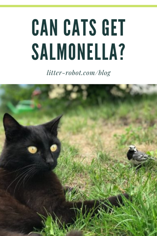 Black cat outside on the grass next to a bird - can cats get salmonella?