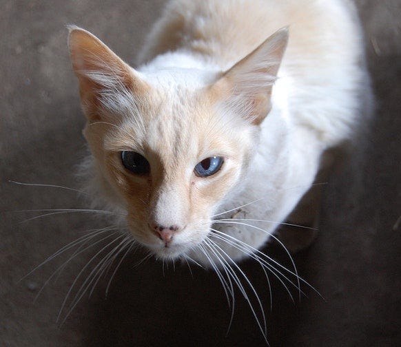 Gato rojo Colorpoint de pelo corto - razas de gatos colorpoint