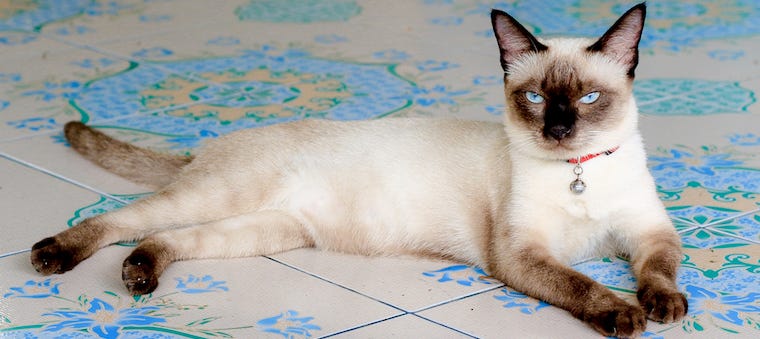 Gato siamés - razas de gatos colorpoint