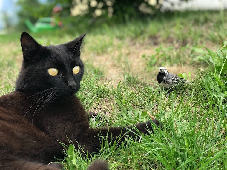 Gato negro afuera en el césped junto a un pájaro: ¿pueden los gatos contraer salmonela por la carne cruda o la vida silvestre?