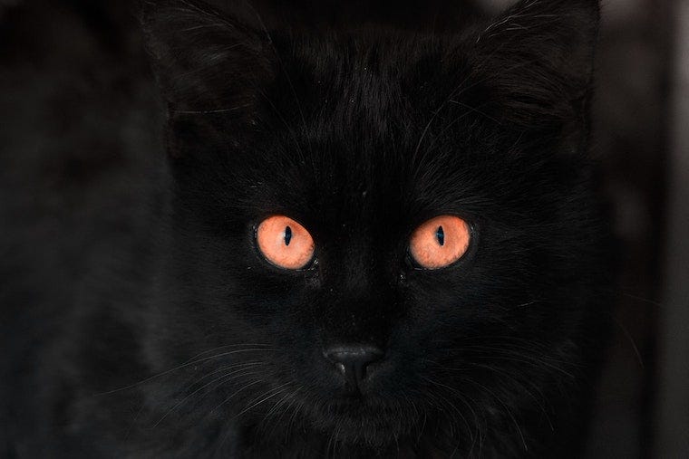 Gato negro en la oscuridad: ¿pueden los gatos ver en la oscuridad total?