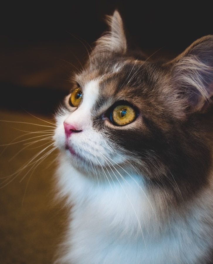 gato de pelo largo con ojos dorados fijos: qué colores pueden ver los gatos