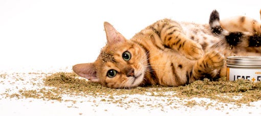 5 razones de por qué a los gatos les gusta la hierba gatera?