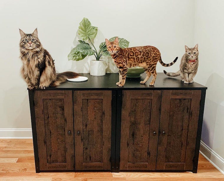 Chat Maine Coon, chat Bengal et chat tigré bronzé assis sur le dessus du bac à litière dissimulé de l'armoire de rangement Litter-Robot