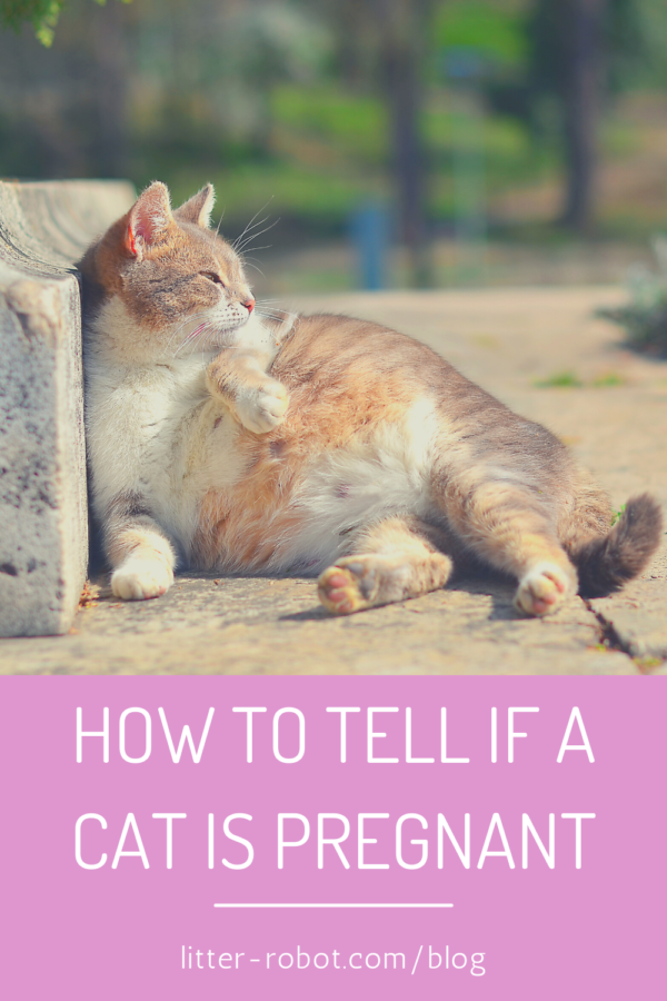 How Do I Know If My Cats Pregnant Us Pets Love