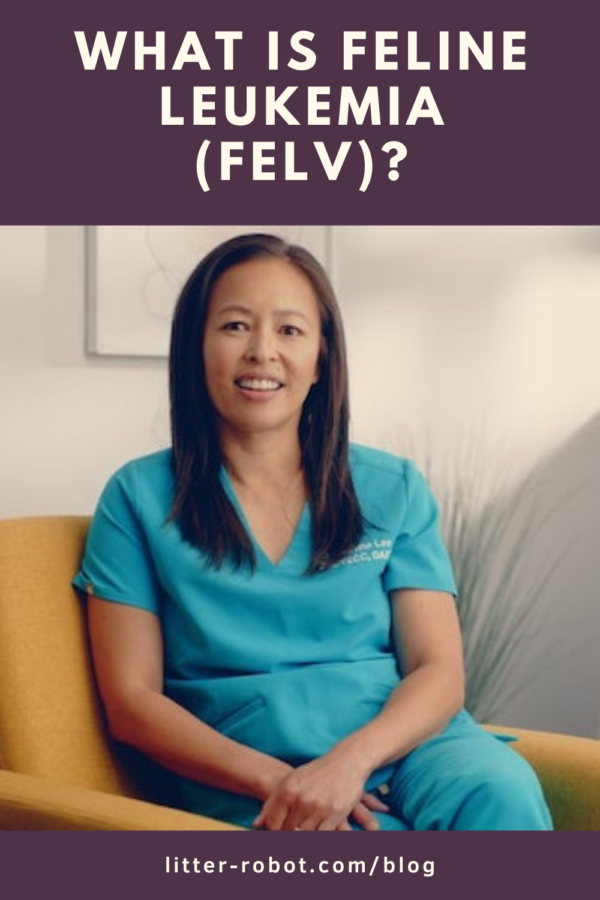 vétérinaire Dr. Justine Lee assise sur un canapé - qu'est-ce que la leucémie féline (FeLV)