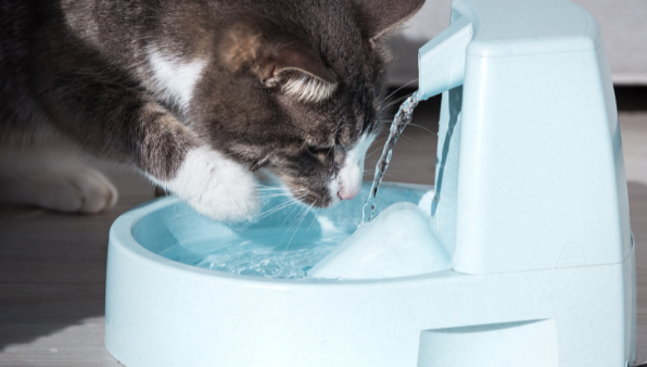 Gato atigrado marrón y blanco bebiendo agua de la fuente de agua potable