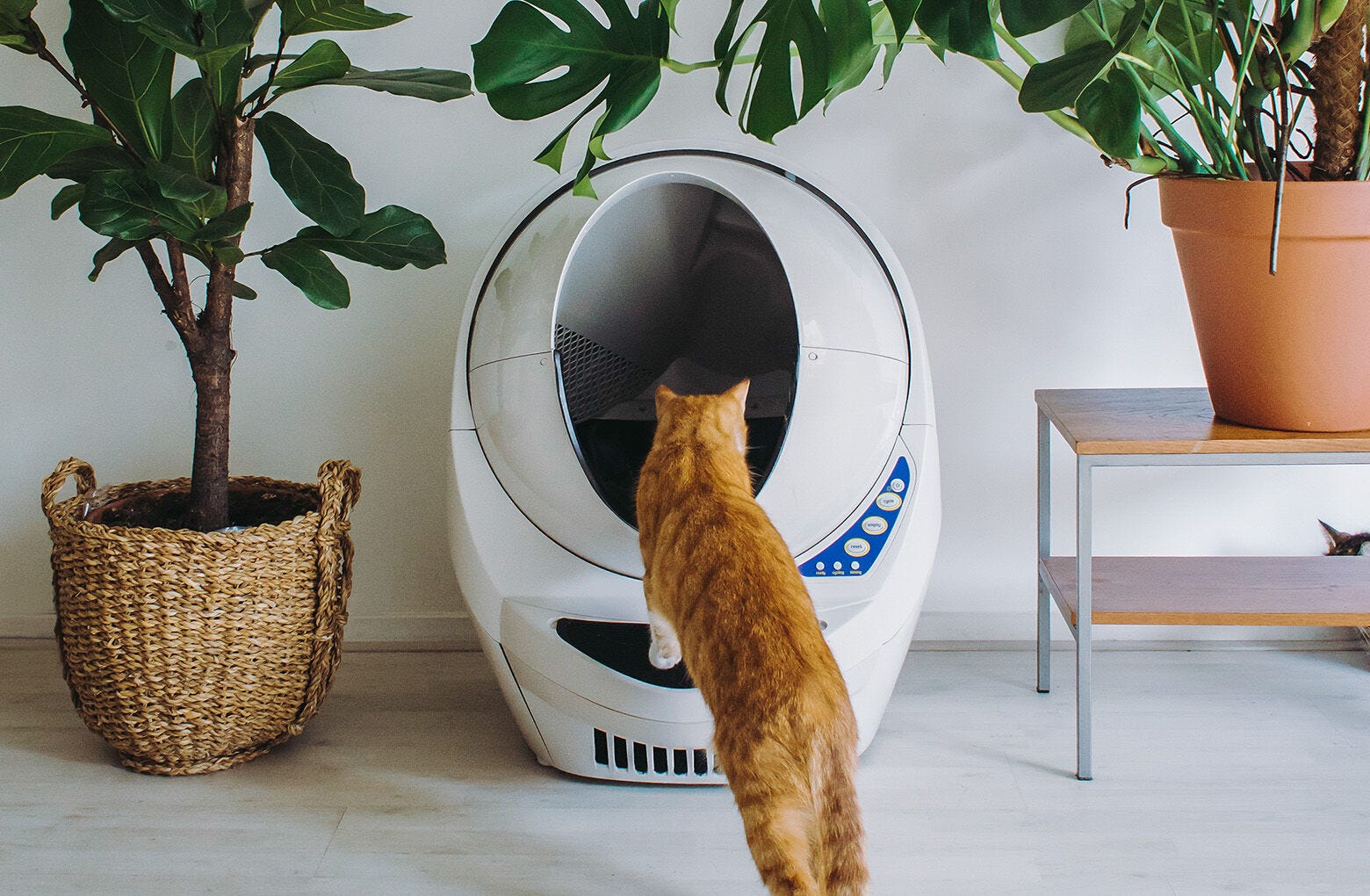 LitterRobot 3 TopRated SelfCleaning Litter Box for Cats LitterRobot