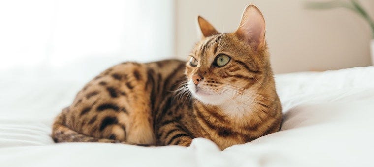 bengal cat curled up on white bed