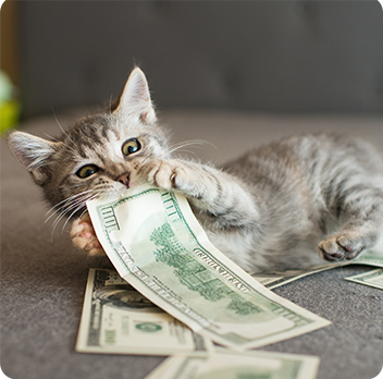Cat playing with money
