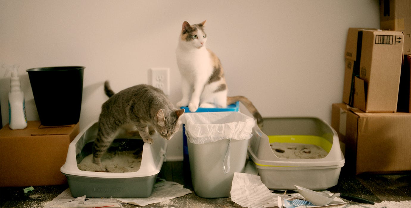 Cat in old litter box