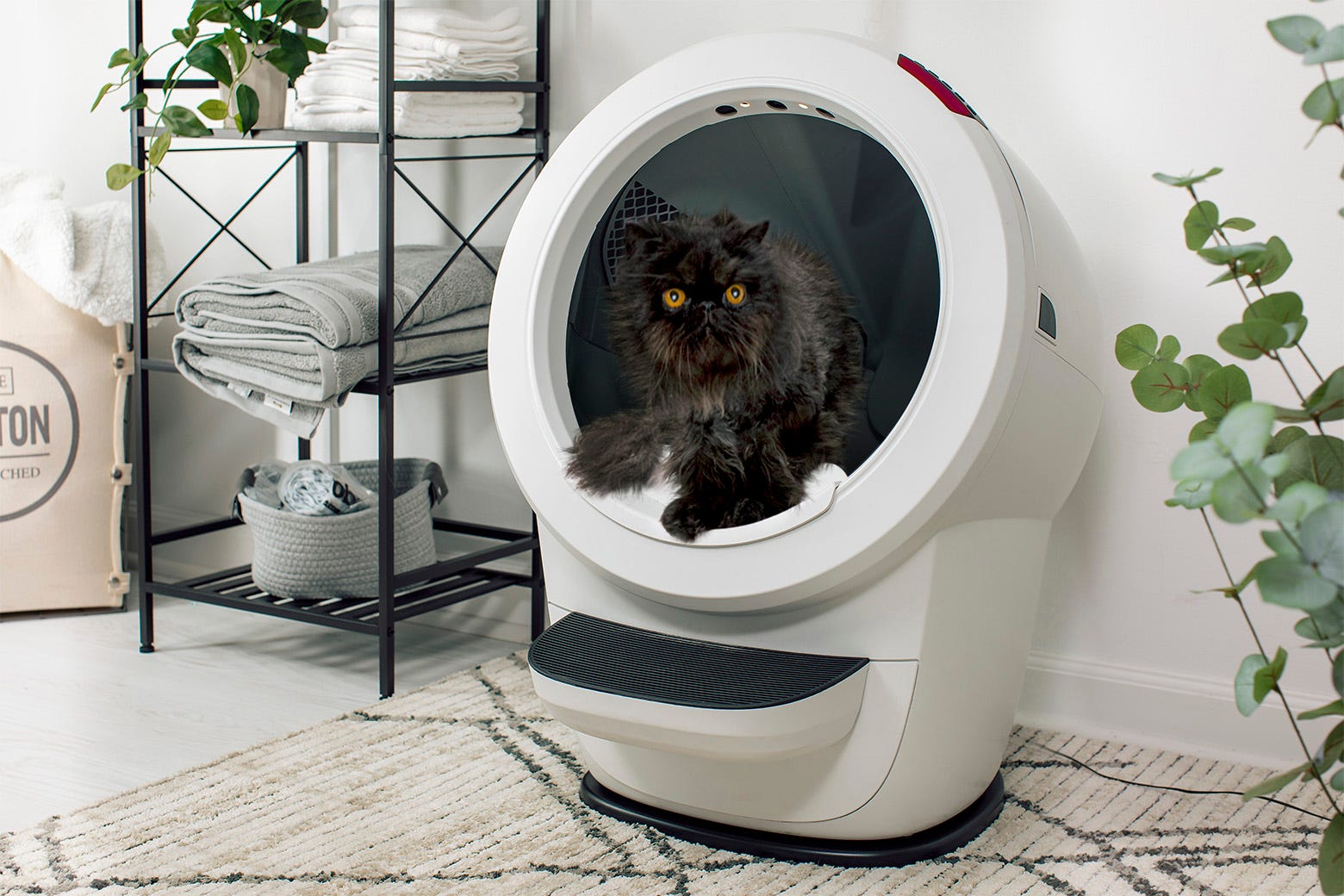Persian cat using Litter-Robot 4 on Carpet Tray