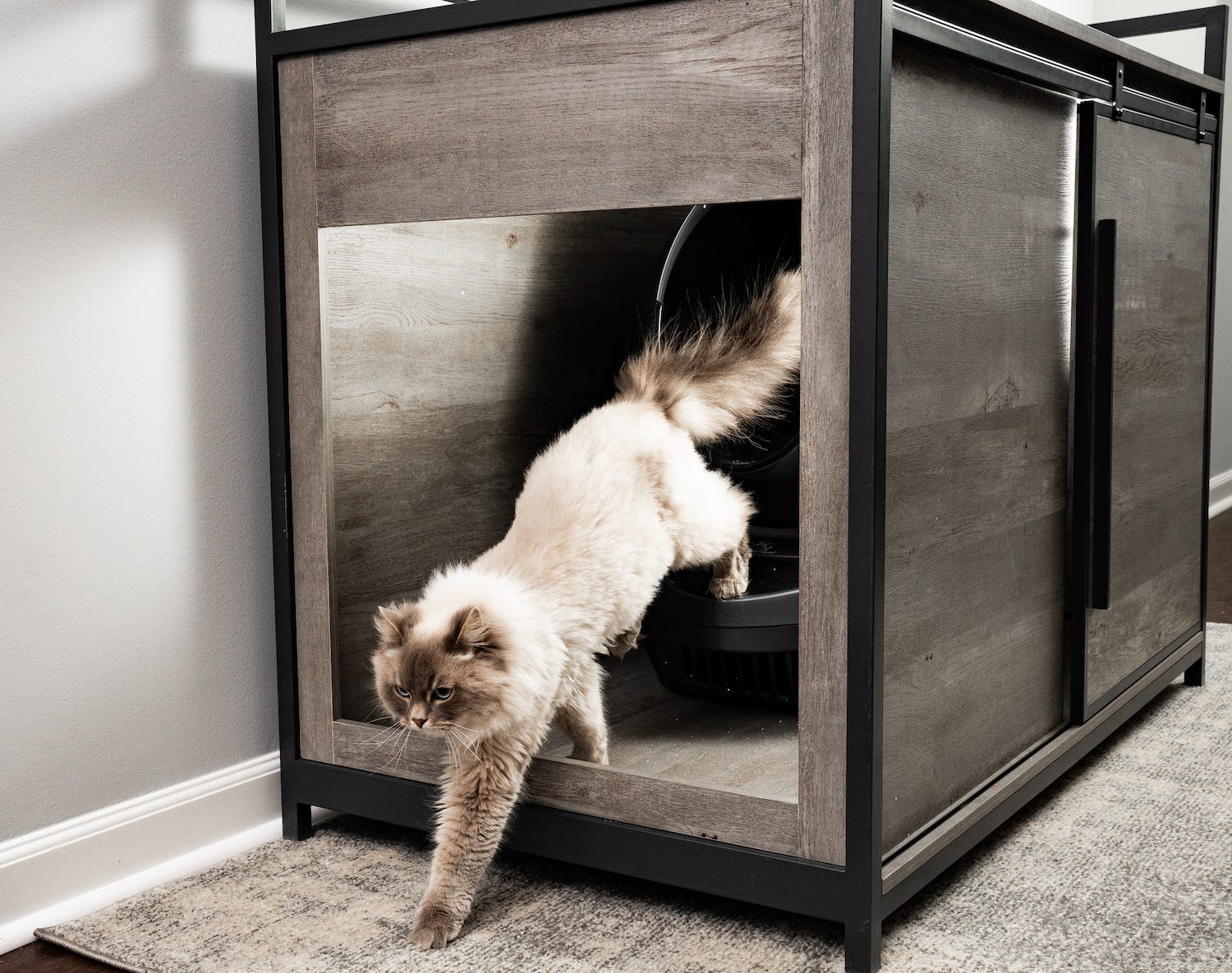 Siberian cat exiting litter box furniture