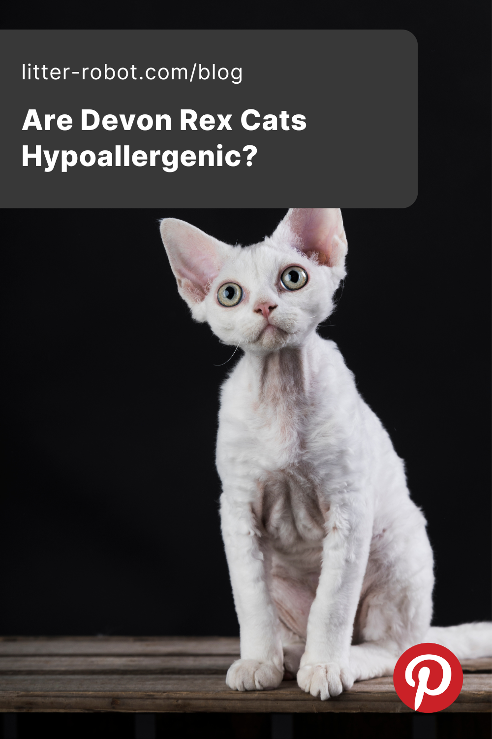 are Devon Rex cats hypoallergenic pinterest pin