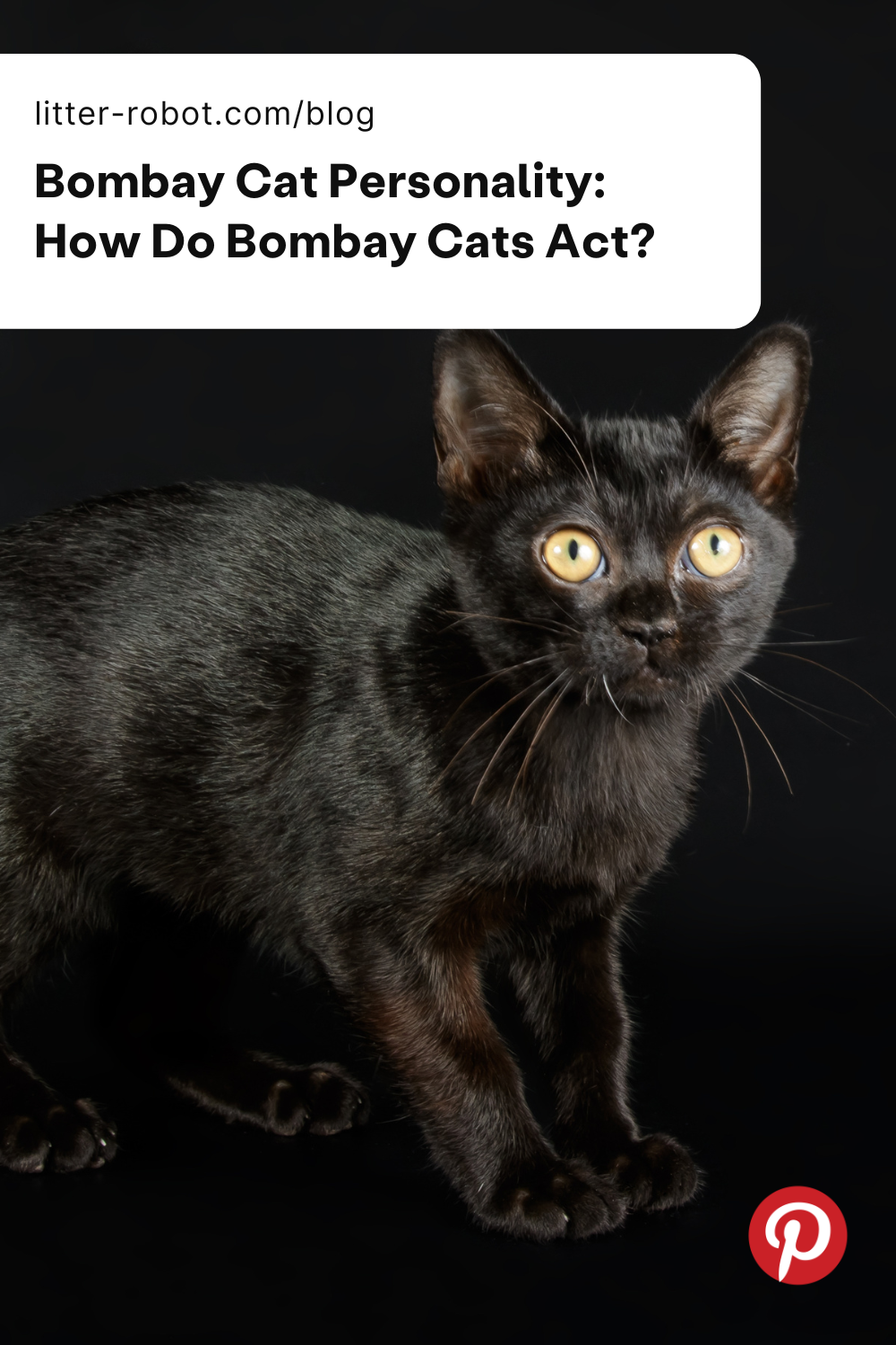 Bombay cat personality pinterest pin