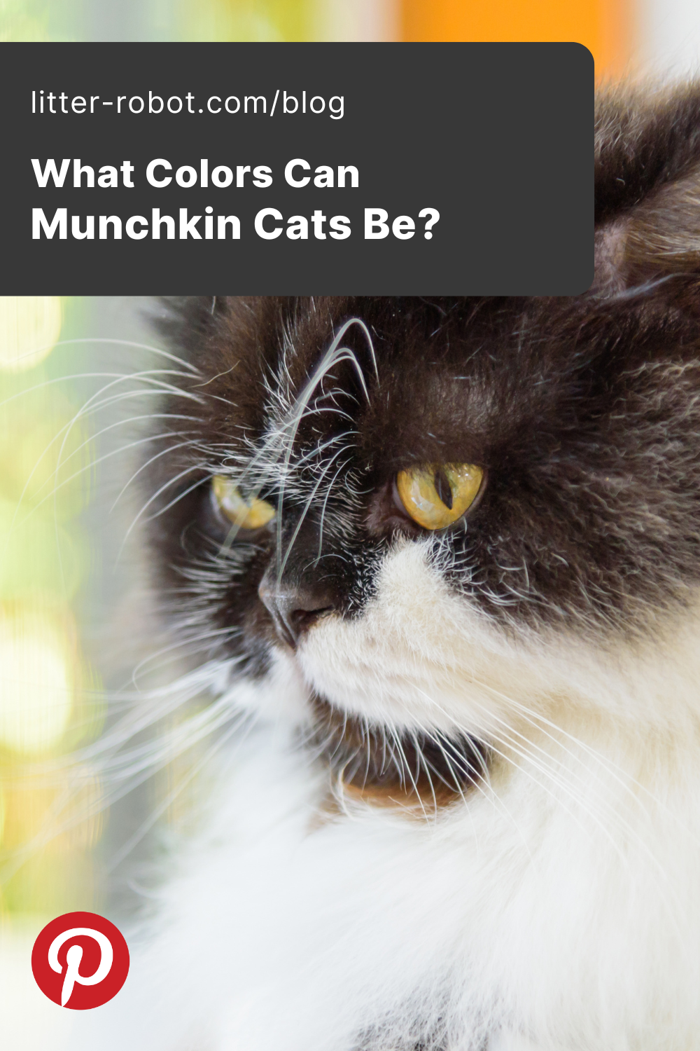Munchkin cat colors pinterest pin