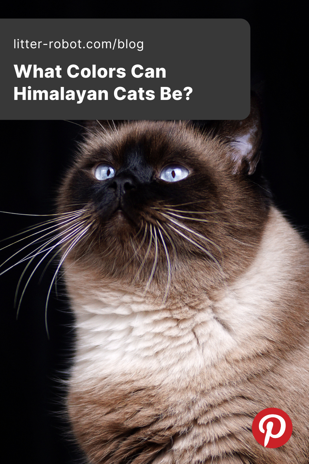 Himalayan cat colors pinterest pin