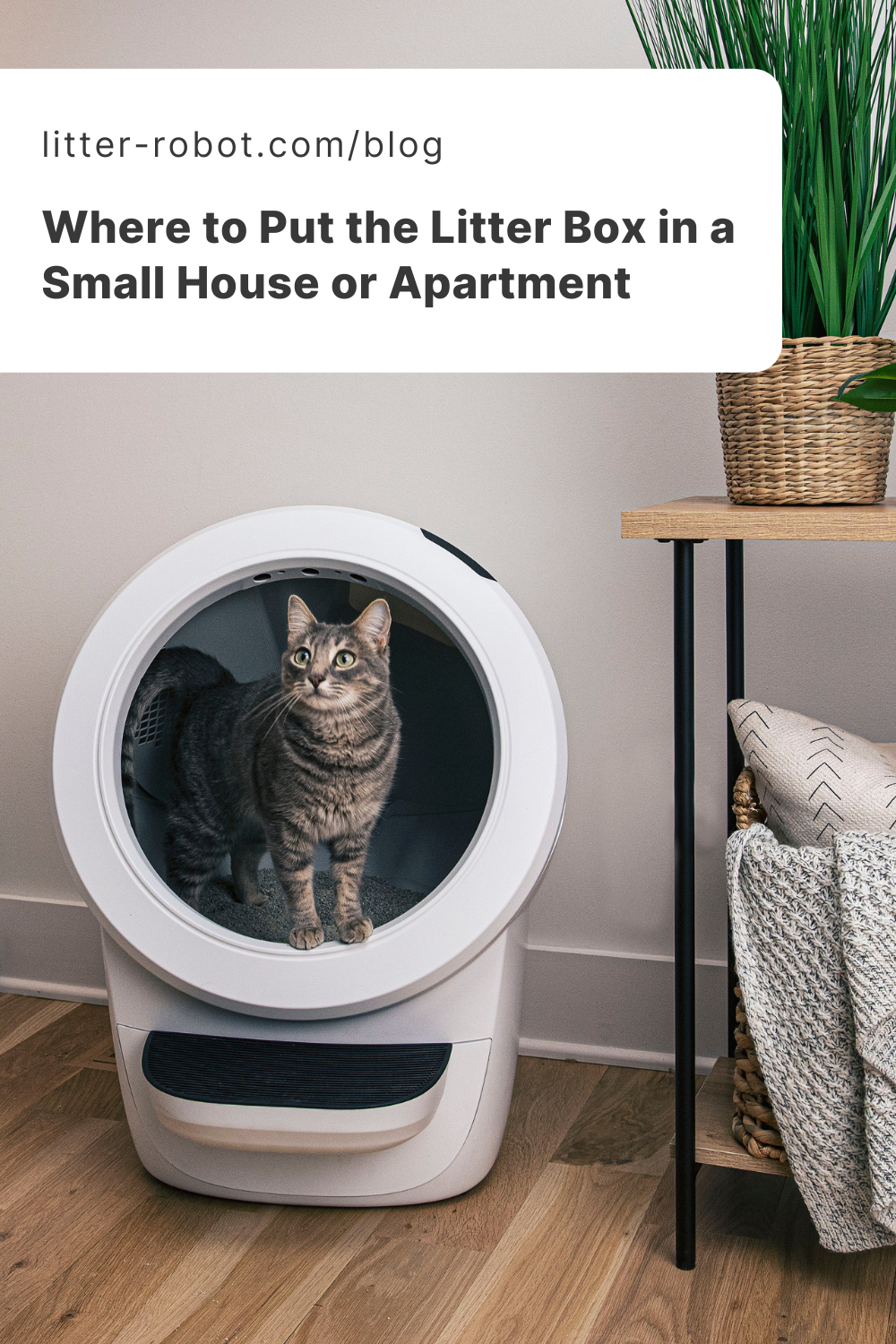 where to put the litter box in a small house or apartment pinterest pin
