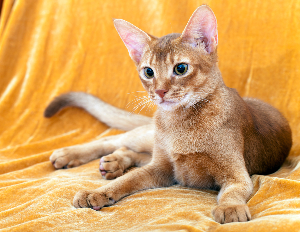 Abyssinian cat lounging on orange blanket